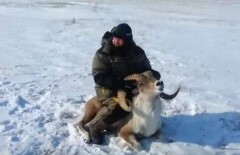 Видео издевательств над архаром попало в сеть