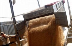 70 тонн сомнительной пшеницы пытались ввезти в Казахстан
