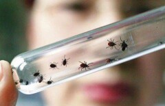 Алматинцам предлагают отомстить злому начальнику при помощи клещей