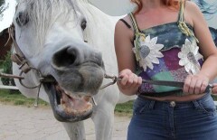 Лошадь насмерть покусала 5-летнего ребенка в Актюбинской области
