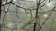Прогноз погоды на 25 апреля: на большей части страны пройдут осадки
