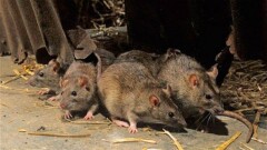 В Шымкенте всерьёз взялись за массовое уничтожение крыс