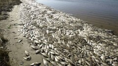 В Малом Аральском море массово гибнет рыба