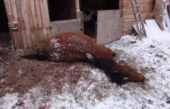 Затаивший обиду на соседа житель Павлодарской области порезал его лошадей