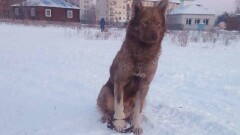 Жители ВКО спасли бездомного пса, попавшего в капкан
