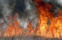 Два человека пострадали при тушении лесостепного пожара в Костанайской области