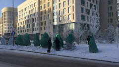 Зимой в Астане ели защищают от солнечных ожогов