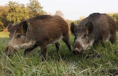 Выпущенные на волю кабаны сами вернулись в зоопарк