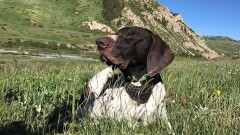 В Кыргызстане впервые осудили человека за убийство собаки