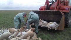 Чиновника в ЗКО уволили за то, что плохо охранял сайгу