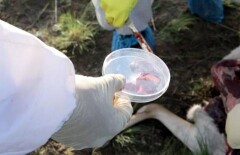 Возбудитель пастереллёза обнаружен у погибших сайгаков