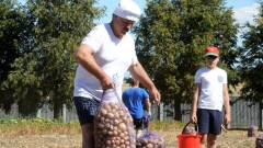 На приусадебном участке Лукашенко собрали 60 тонн картофеля