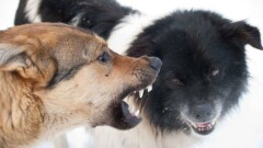 В Мангистауской области бродячие собаки нападают на домашний скот