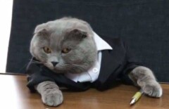 Кота по кличке Босс взяли на работу пиар-менеджером в румынский интернет-магазин