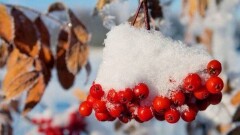 Осадки, туман и гололедицу прогнозируют синоптики 27 ноября