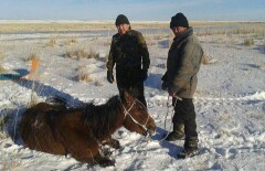 Семейские спасатели нашли пропавшего пастуха