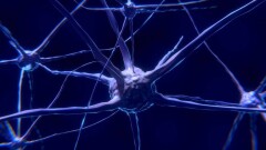 Учёные впервые создали искусственное воспоминание и внедрили его в мозг мыши