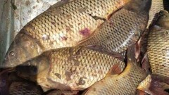 Рыбу из водоёмов Мактааральского района признали непригодной для употребления в пищу