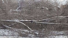 Вырубку 1649 деревьев в Алматинской области объяснили в акимате
