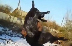 Шокирующее видео издевательства над животным появилось в сети