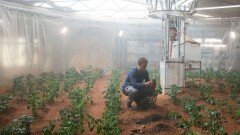 В NASA доказали возможность вырастить картофель на Марсе