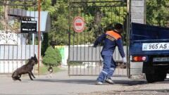 Клиническую смерть пережил мальчик из Атырау после нападения собак 