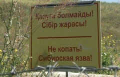 Ветеринары Алматинской области пересчитали все очаги сибирской язвы