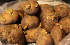 Запрета на ввоз заражённого картофеля из Кыргызстана овощеводы РК добивались два месяца 