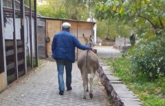 У спасённой в Петропавловске ослицы нашёлся настоящий хозяин