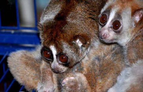 Фото @almatyzoo / Instagram