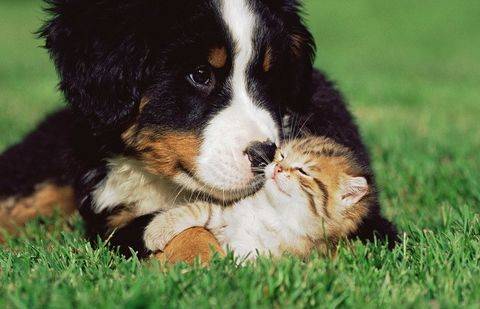 Фото с сайта pulpiciak.pl