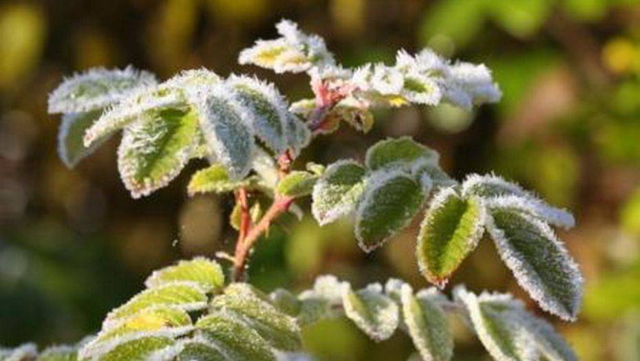 Заморозки в Астане и семи областях Казахстана обещают синоптики