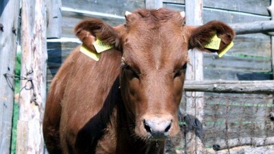 На мизерные компенсации за больной скот пожаловались сельчане Карагандинской области