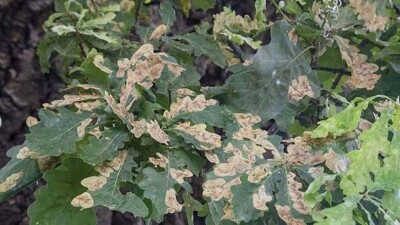 В Алматы сохнут дубы. Деревья поражают насекомые – минирующие пилильщики