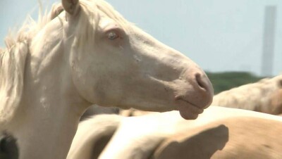 Новую породу белых лошадей с голубыми глазами выводят в Талдыкоргане 
