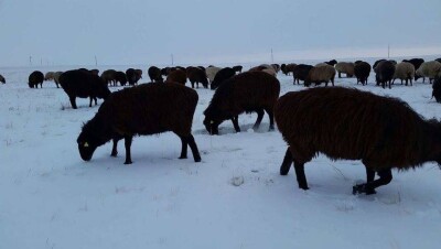 В Кызылординской области под снегом погибло 300 голов домашнего скота