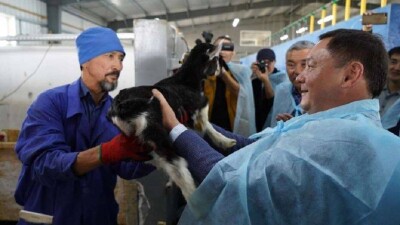 В Акмолинской области продолжается поступательное развитие животноводства