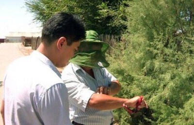 Мошкара третирует людей и животных в ЮКО