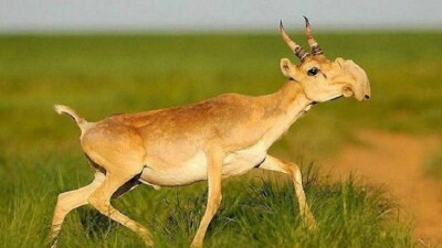 Учёные из Европы проверяют теорию изменения климата на сайгаках в Казахстане