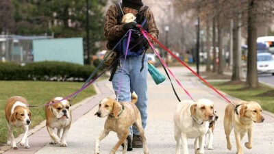За выгул собак без намордника астанчан пока не будут штрафовать 