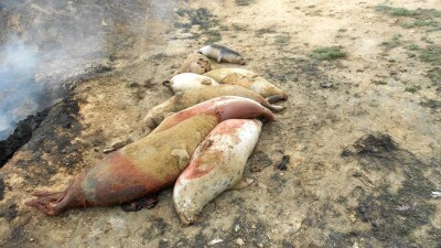 Восемь погибших тюленей нашли в Мангистау