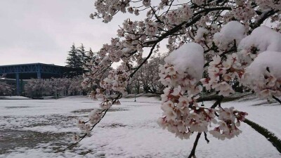 Снегопад совпал с сезоном цветения сакуры в Японии