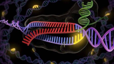Учёные из 7 стран требуют запретить генетическое редактирование эмбрионов