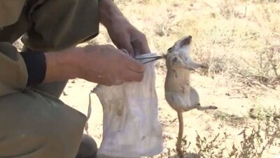 В Алматинской области ловцы сусликов заболели неизвестной болезнью