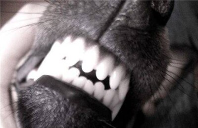 В Костанае собака снова изувечила лицо школьнику 