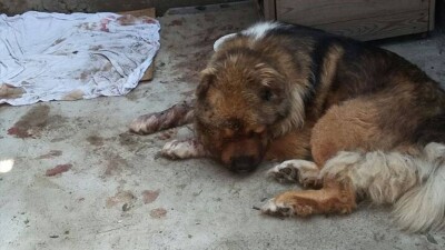 В Семее полицейские не вступились за жестоко избиваемую собаку