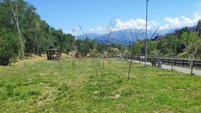 На набережной Есентая в Алматы засохла половина из 1000 посаженных деревьев. Их восстановят по гарантии