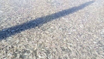 Атырауская ТЭЦ признала вину в массовой гибели рыбы в Урале