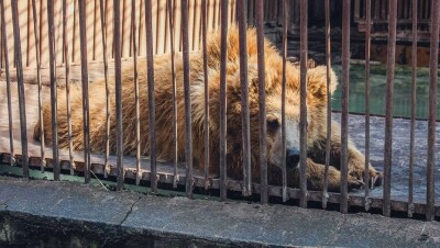 Старомодные решётки в алматинском зоопарке расстроили израильского специалиста