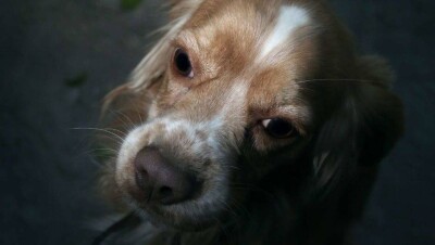 В Китае собак исключили из списка животных, мясо которых разрешено употреблять в пищу